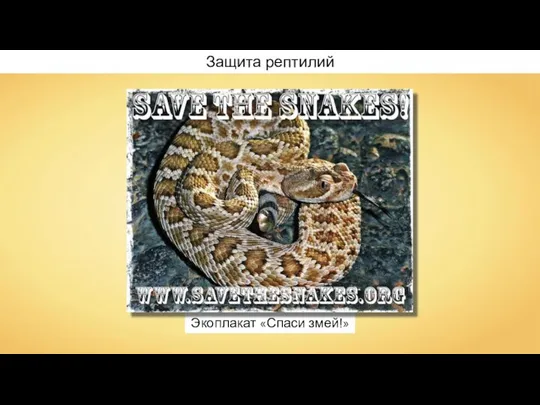 Экоплакат «Спаси змей!» Защита рептилий