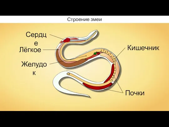 Строение змеи Лёгкое Желудок Почки Кишечник Сердце