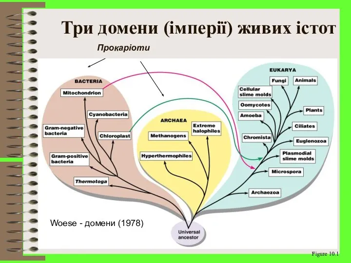 Три домени (імперії) живих істот Figure 10.1 Woese - домени (1978) Прокаріоти