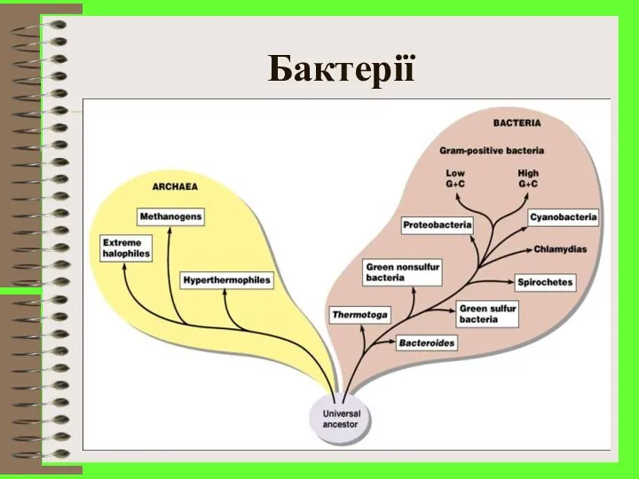 Бактерії