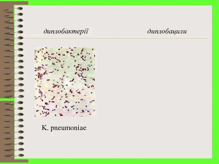 диплобактерії диплобацили K. pneumoniae