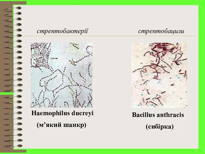 стрептобактерії стрептобацили Haemophilus ducreyi (м’який шанкр) Bacillus anthracis (сибірка)