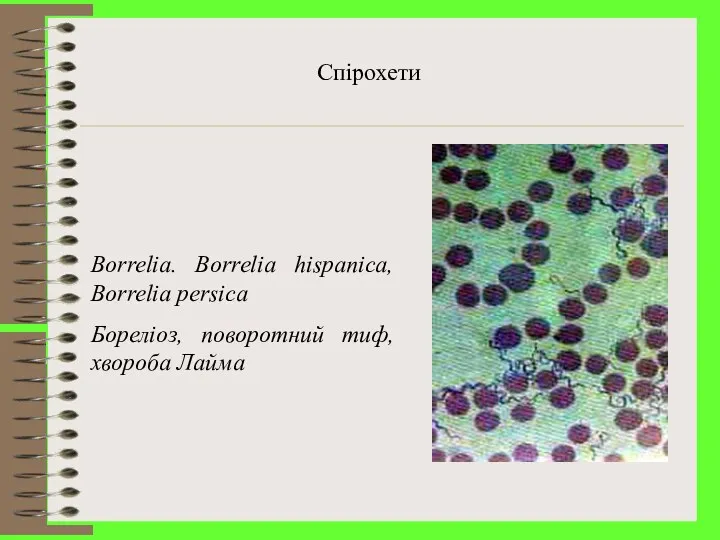 Спірохети Borrelia. Borrelia hispanica, Borrelia persica Бореліоз, поворотний тиф, хвороба Лайма