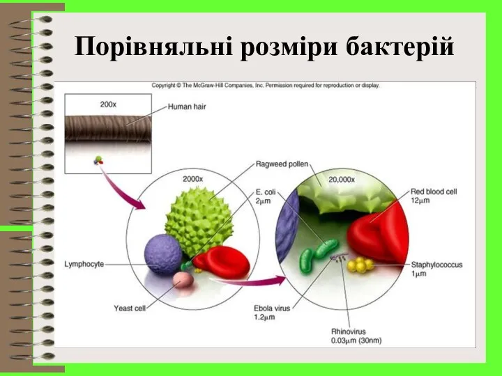 Порівняльні розміри бактерій