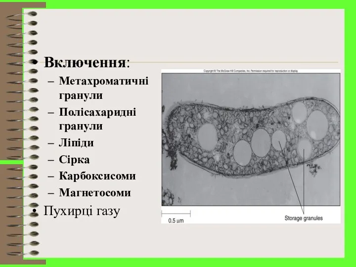 Включення: Метахроматичні гранули Полісахаридні гранули Ліпіди Сірка Карбоксисоми Магнетосоми Пухирці газу