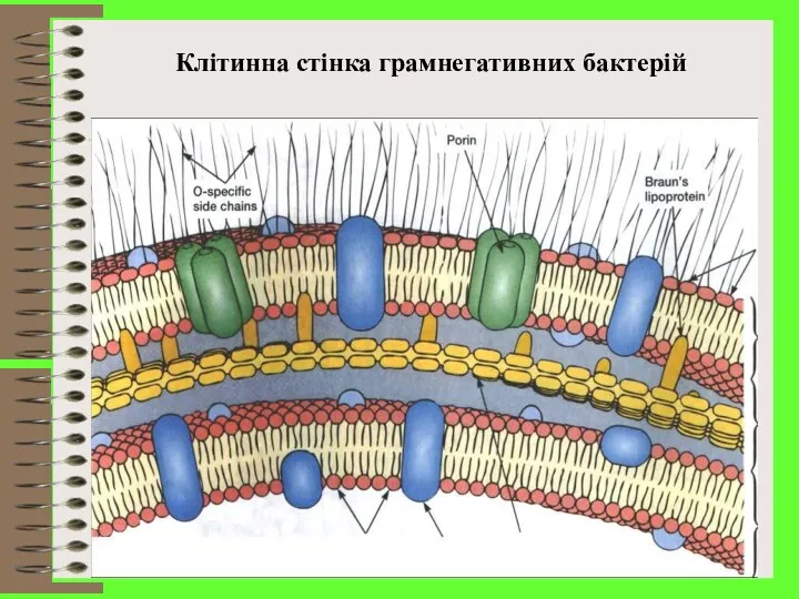 Клітинна стінка грамнегативних бактерій