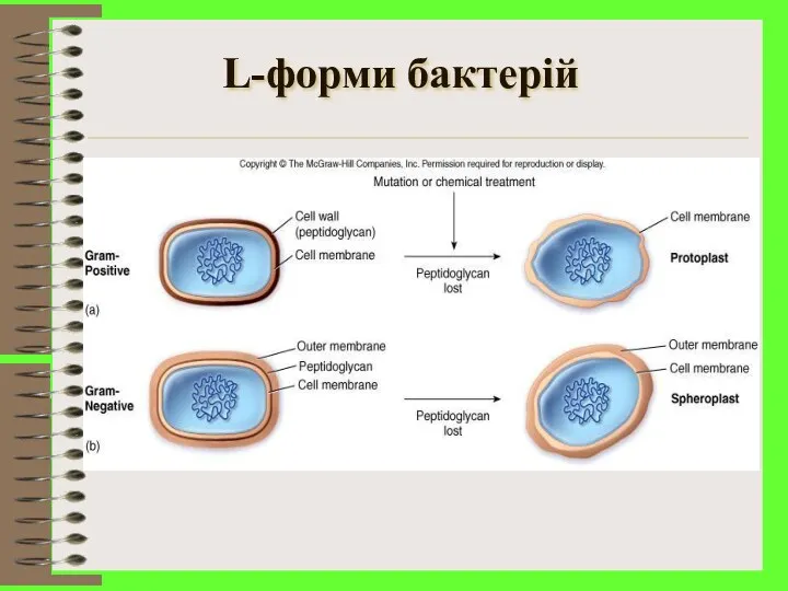 L-форми бактерій