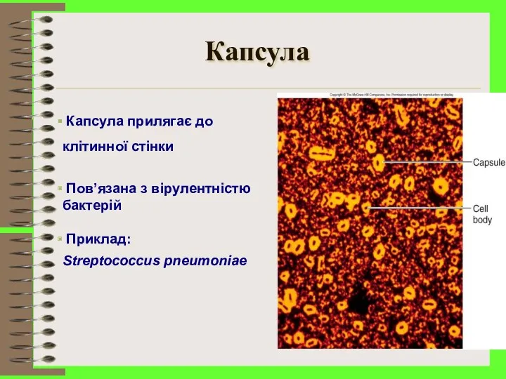 Капсула Капсула прилягає до клітинної стінки Пов’язана з вірулентністю бактерій Приклад: Streptococcus pneumoniae