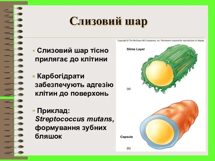 Слизовий шар Слизовий шар тісно прилягає до клітини Карбогідрати забезпечують