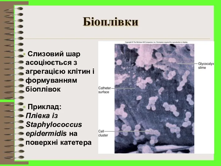 Біоплівки Слизовий шар асоціюється з агрегацією клітин і формуванням біоплівок