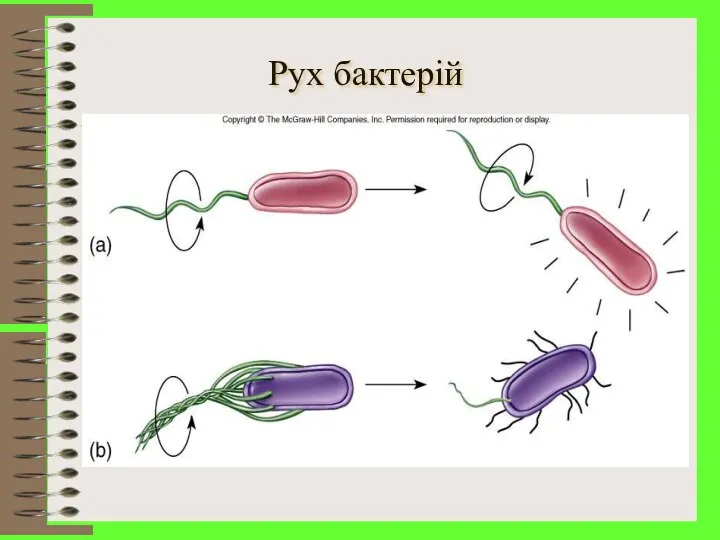 Рух бактерій