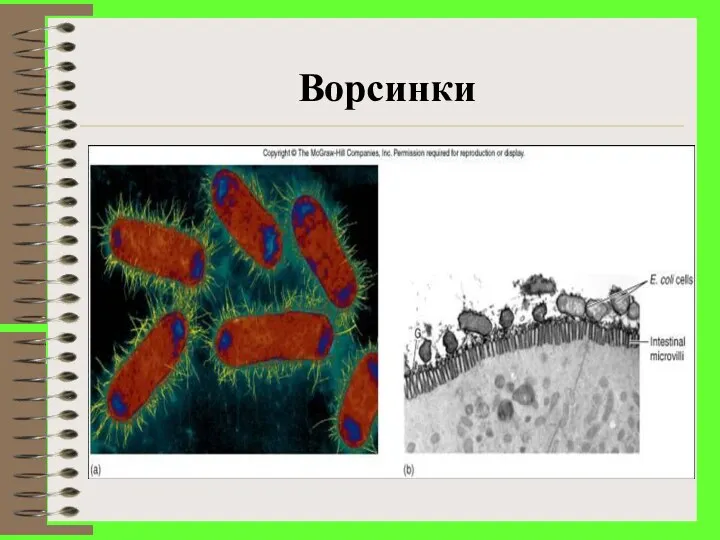 Ворсинки