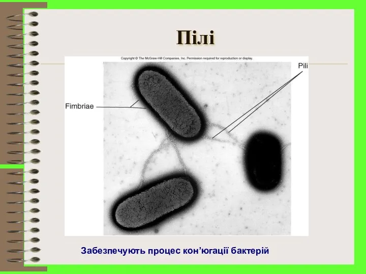 Пілі Забезпечують процес кон’югації бактерій
