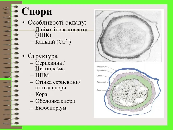 Спори Особливості складу: Діпіколінова кислота (ДПК) Кальцій (Ca2+) Структура Серцевина