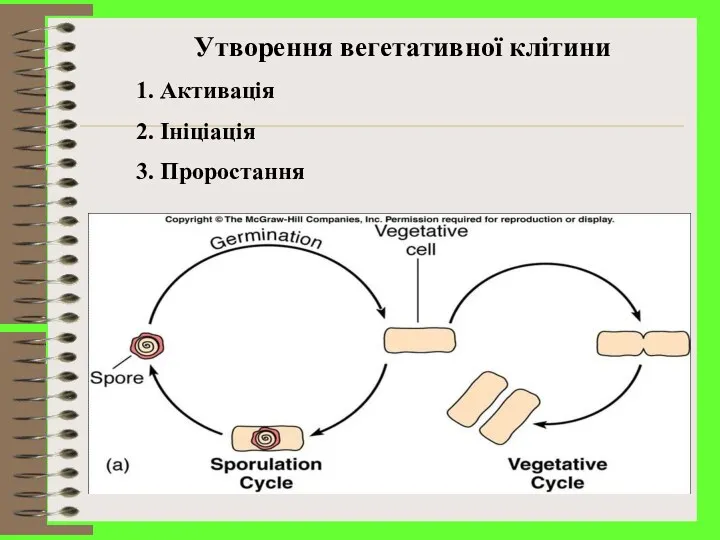 Утворення вегетативної клітини Активація Ініціація Проростання