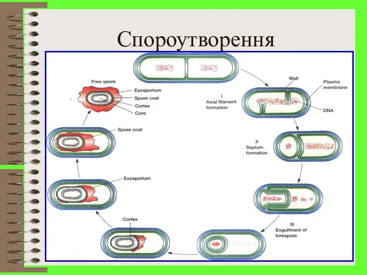 Спороутворення