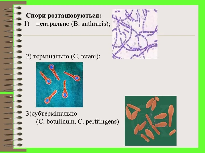 Спори розташовуються: центрально (B. anthracis); 2) термінально (С. tetani); 3)cубтермінально (C. botulinum, C. perfringens)