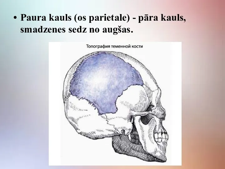 Paura kauls (os parietale) - pāra kauls, smadzenes sedz no augšas.