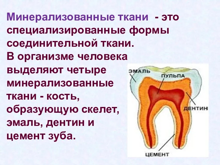 Минерализованные ткани - это специализированные формы соединительной ткани. В организме