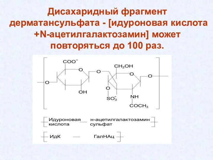 Дисахаридный фрагмент дерматансульфата - [идуроновая кислота +N-ацетилгалактозамин] может повторяться до 100 раз.