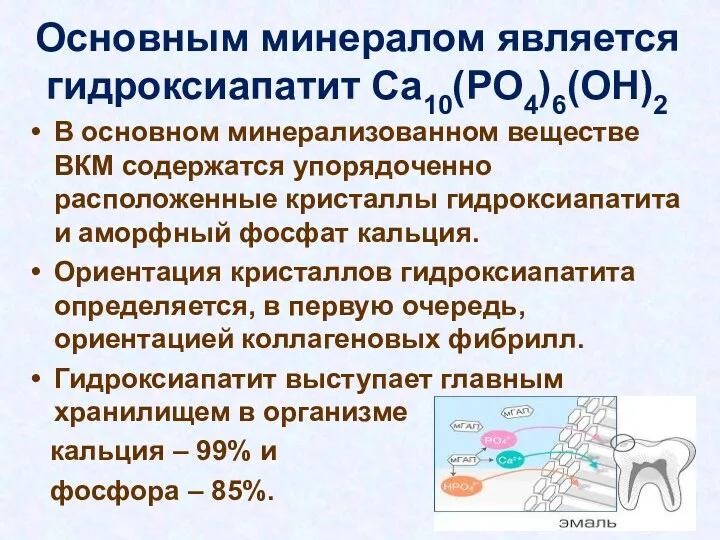 Основным минералом является гидроксиапатит Ca10(PO4)6(OH)2 В основном минерализованном веществе ВКМ