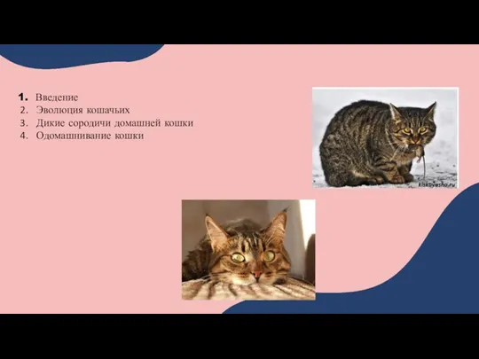 Введение Эволюция кошачьих Дикие сородичи домашней кошки Одомашнивание кошки