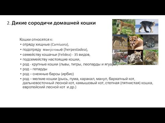 2. Дикие сородичи домашней кошки Кошки относятся к: отряду хищные (Carniuora), подотряду мангу́стовые