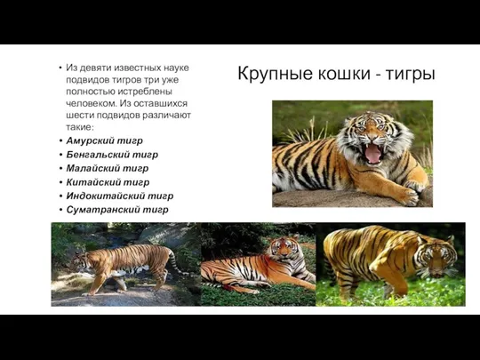Крупные кошки - тигры Из девяти известных науке подвидов тигров три уже полностью