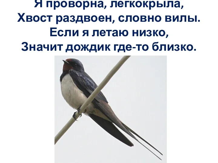 Я проворна, легкокрыла, Хвост раздвоен, словно вилы. Если я летаю низко, Значит дождик где-то близко.