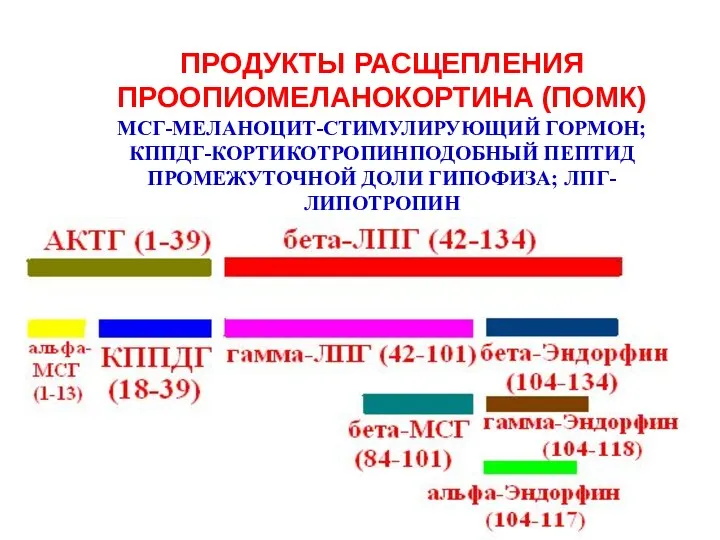 ПРОДУКТЫ РАСЩЕПЛЕНИЯ ПРООПИОМЕЛАНОКОРТИНА (ПОМК) МСГ-МЕЛАНОЦИТ-СТИМУЛИРУЮЩИЙ ГОРМОН; КППДГ-КОРТИКОТРОПИНПОДОБНЫЙ ПЕПТИД ПРОМЕЖУТОЧНОЙ ДОЛИ ГИПОФИЗА; ЛПГ-ЛИПОТРОПИН