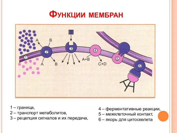 Функции мембран 1 – граница, 2 – транспорт метаболитов, 3