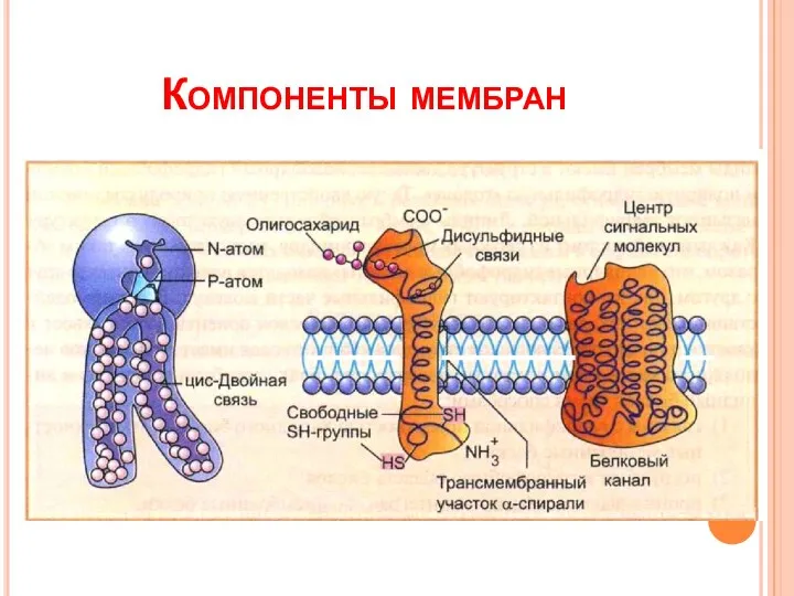 Компоненты мембран