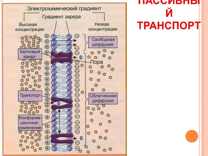 ПАССИВНЫЙ ТРАНСПОРТ