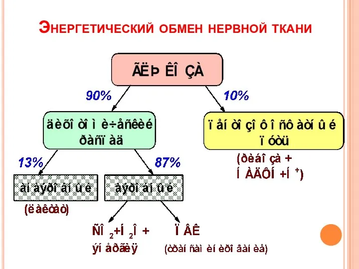 Энергетический обмен нервной ткани