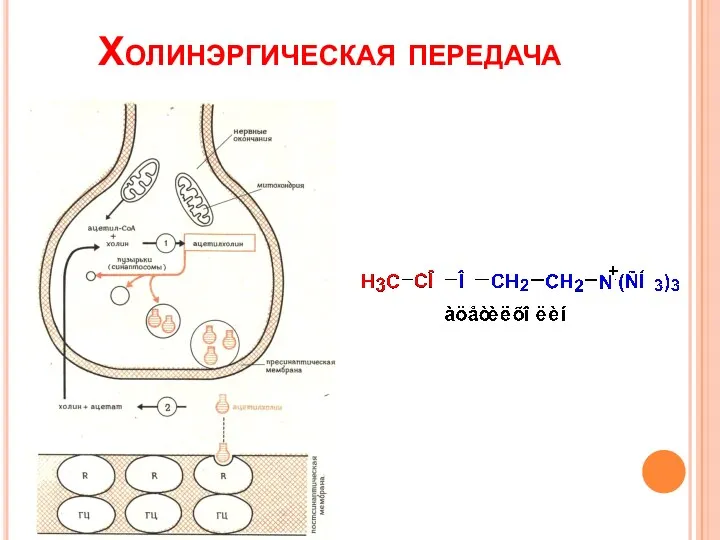 Холинэргическая передача