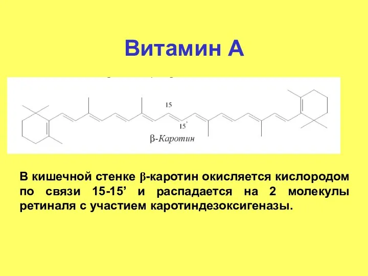 Витамин А В кишечной стенке β-каротин окисляется кислородом по связи 15-15’ и распадается