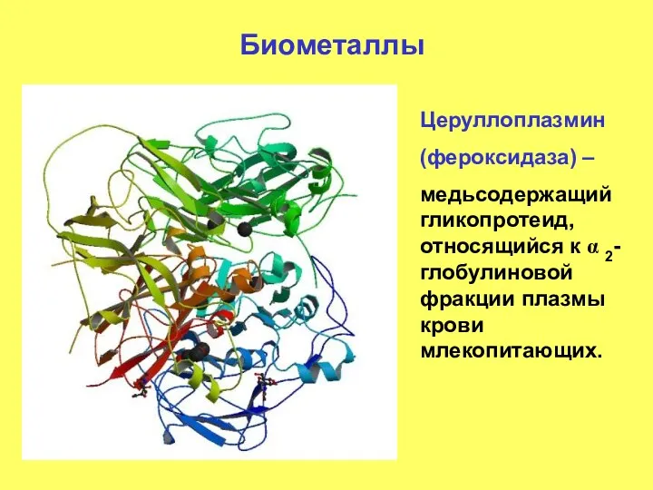 Биометаллы Церуллоплазмин (фероксидаза) – медьсодержащий гликопротеид, относящийся к α 2-глобулиновой фракции плазмы крови млекопитающих.