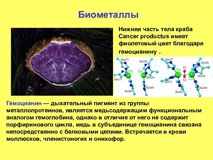 Биометаллы Нижняя часть тела краба Cancer productus имеет фиолетовый цвет