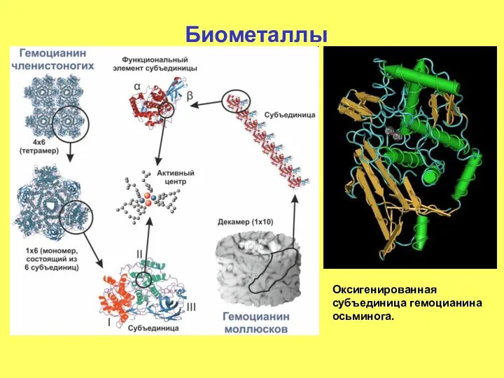 Биометаллы Оксигенированная субъединица гемоцианина осьминога.
