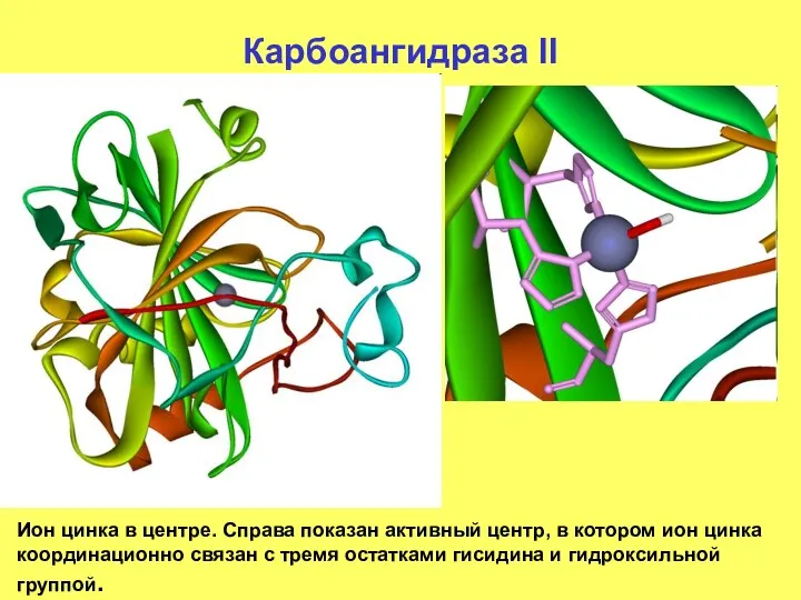 Карбоангидраза II Ион цинка в центре. Справа показан активный центр,