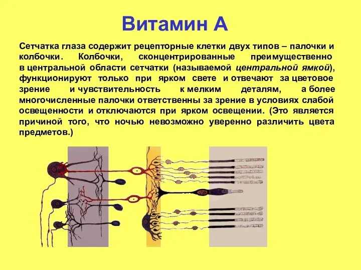 Витамин А Сетчатка глаза содержит рецепторные клетки двух типов – палочки и колбочки.