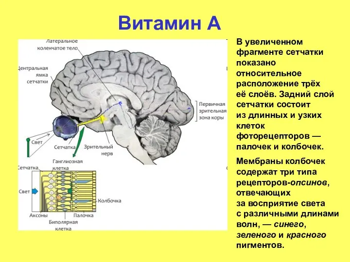 Витамин А В увеличенном фрагменте сетчатки показано относительное расположение трёх её слоёв. Задний