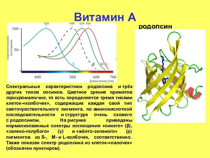 Витамин А родопсин Спектральные характеристики родопсина и трёх других типов