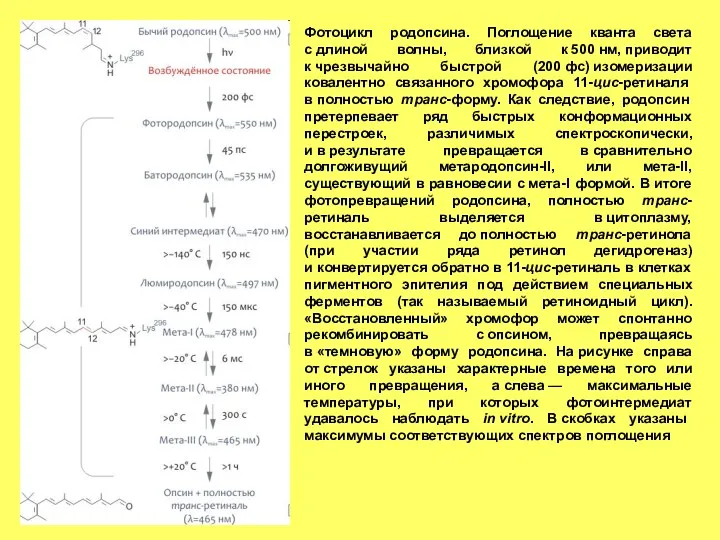 Фотоцикл родопсина. Поглощение кванта света с длиной волны, близкой к 500 нм, приводит