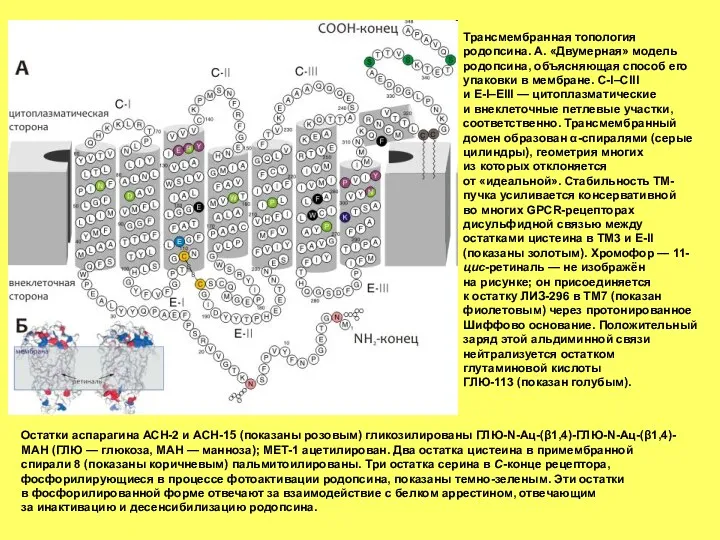Трансмембранная топология родопсина. А. «Двумерная» модель родопсина, объясняющая способ его