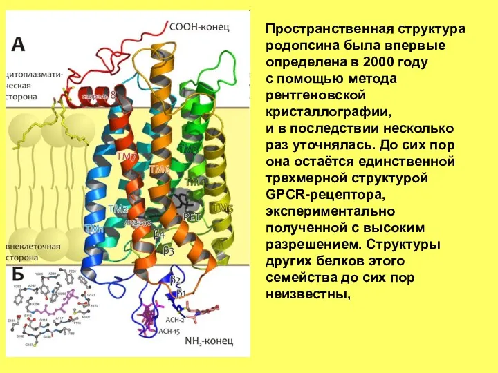 Пространственная структура родопсина была впервые определена в 2000 году с помощью метода рентгеновской