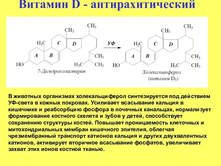 Витамин D - антирахитический В животных организмах холекальциферол синтезируется под действием УФ-света в