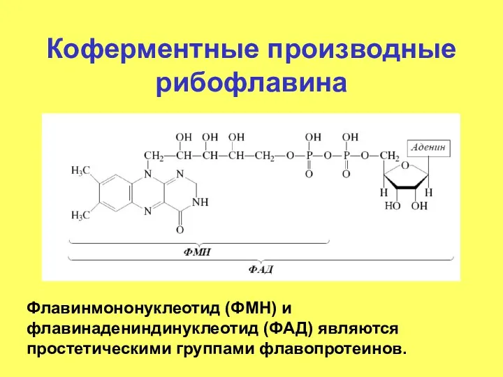 Коферментные производные рибофлавина Флавинмононуклеотид (ФМН) и флавинадениндинуклеотид (ФАД) являются простетическими группами флавопротеинов.
