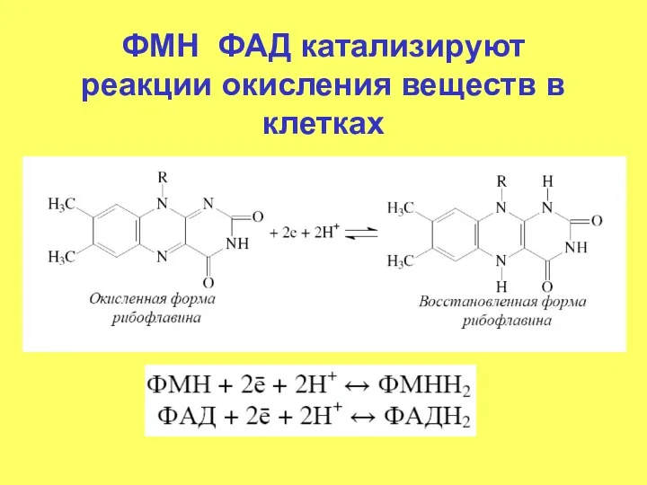 ФМН ФАД катализируют реакции окисления веществ в клетках