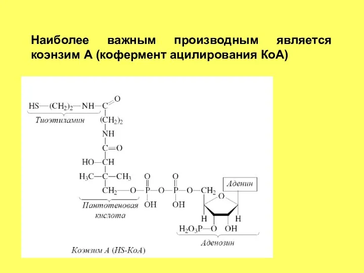 Наиболее важным производным является коэнзим А (кофермент ацилирования КоА)